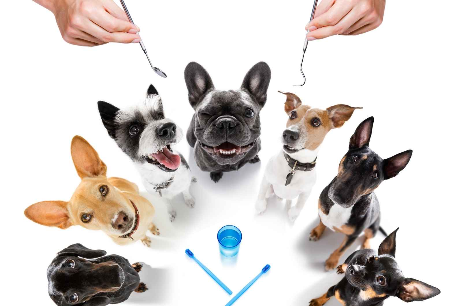 Gam Dental Veterinary For Dogs