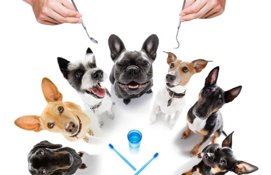 Gam Dental Veterinary For Dogs2