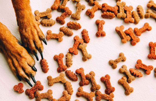 כיצד לרכוש מזון לכלבים שעונה על הצרכים התזונתיים שלו2