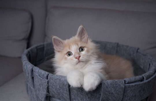 ?איך לקנות מיטת חתולים שתעזור לחיית המחמד שלך להפוך את השינה לקריירה2